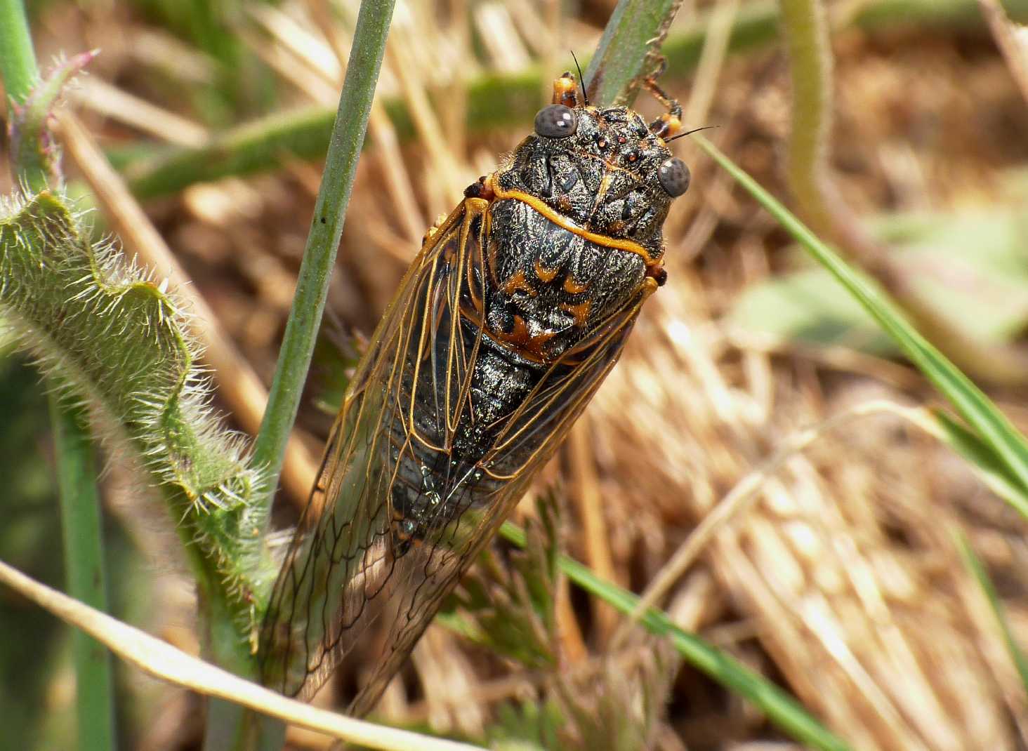 Cicala in deposizione?